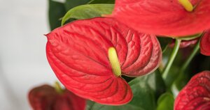 anthurium%20rosso2.jpeg