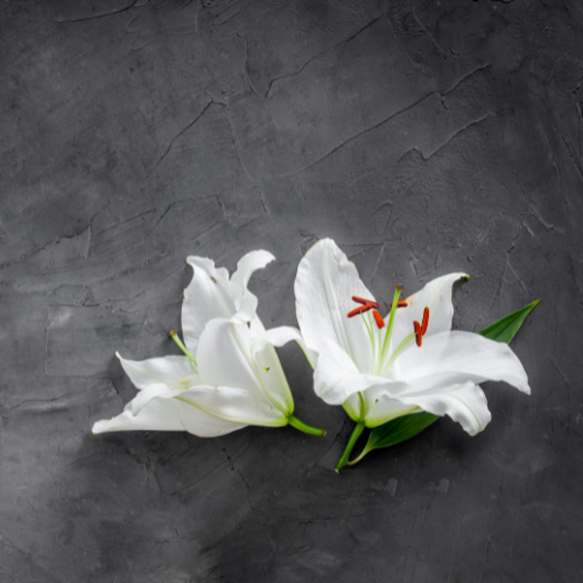 senza titolo (500 x 500 px) (1)