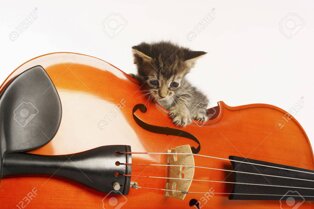 26201405-gattino-a-giocare-con-violino.jpeg 26201405-gattino-a-giocare-con-violino.jpeg