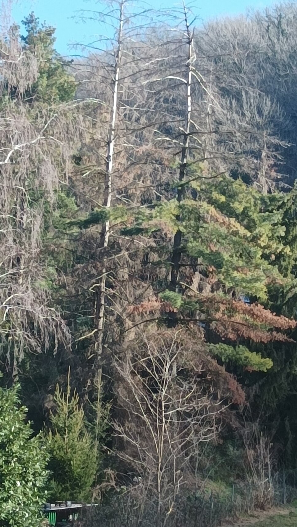 1707047737275.jpeg 1707047737275.jpeg