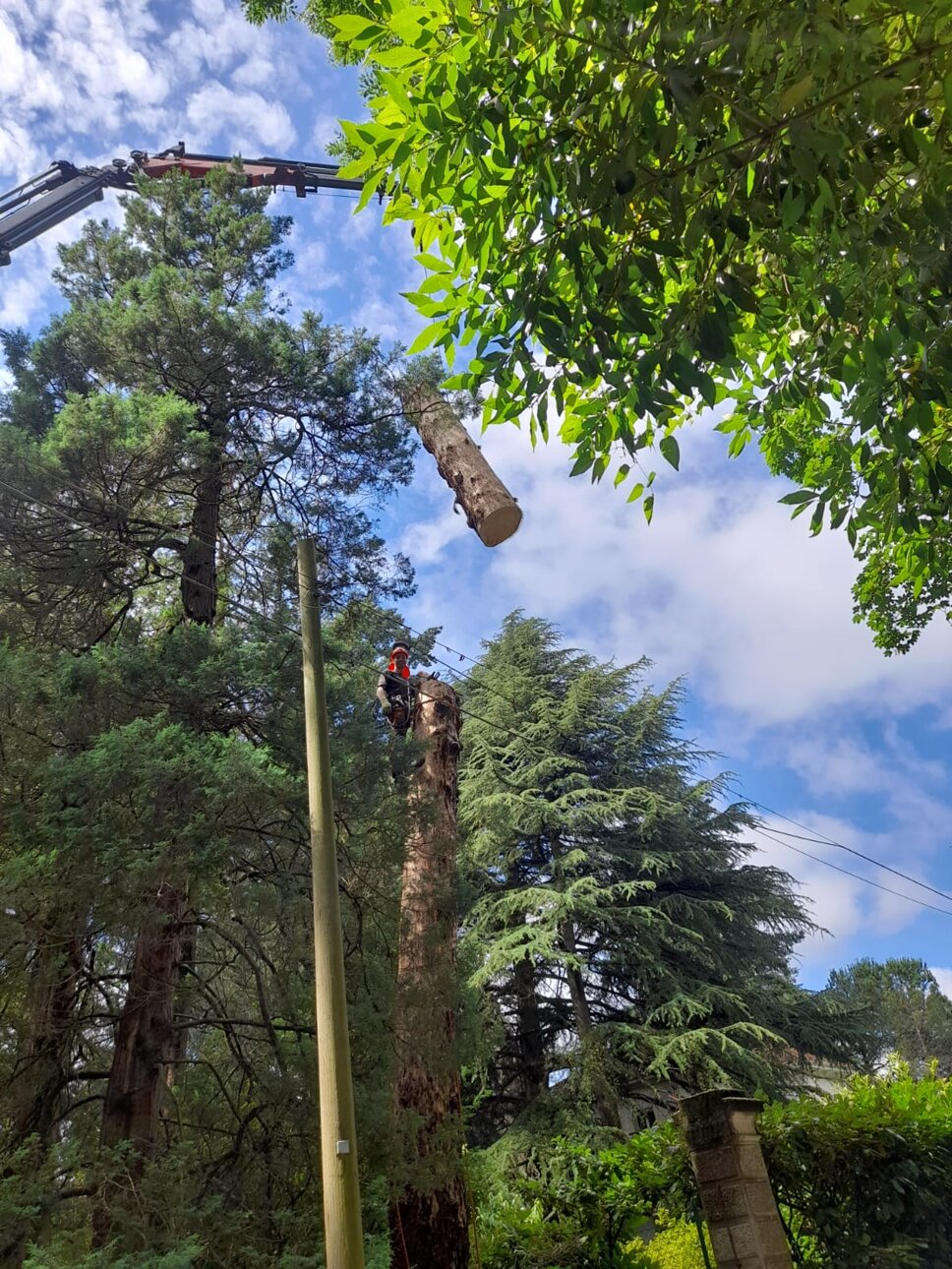 1689410241645.jpeg 1689410241645.jpeg