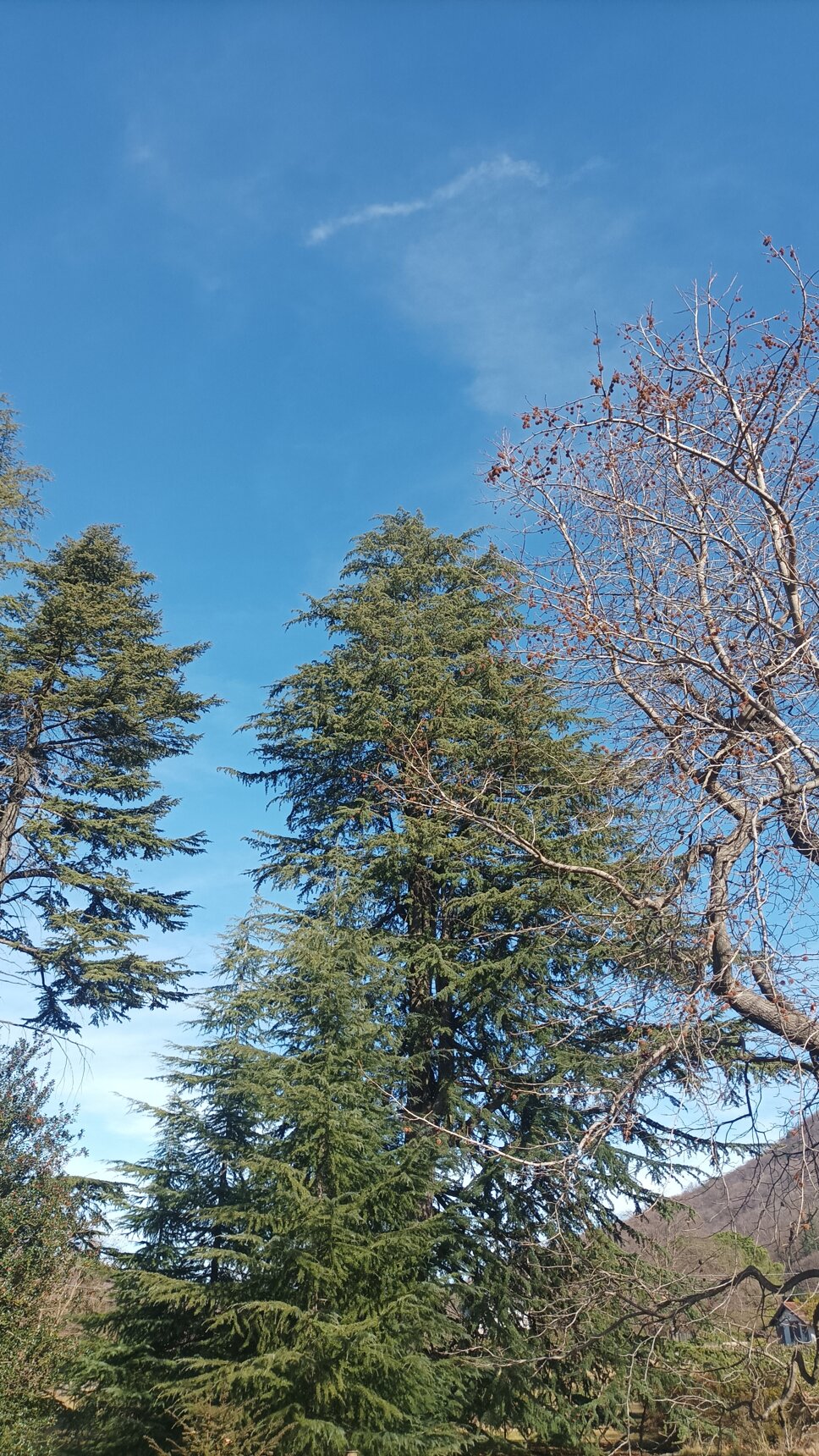 1707047737284.jpeg 1707047737284.jpeg