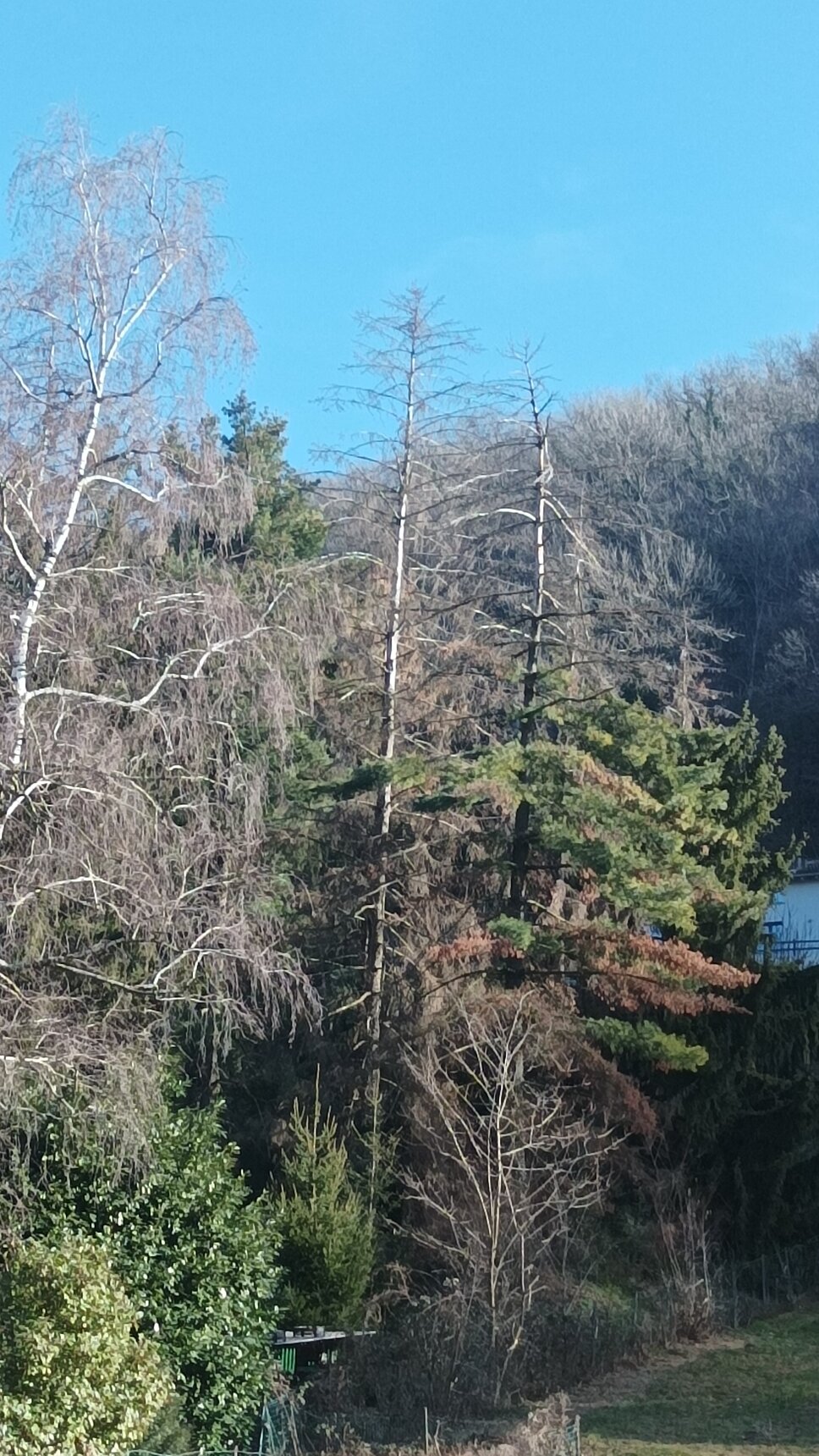 1707047737266.jpeg 1707047737266.jpeg