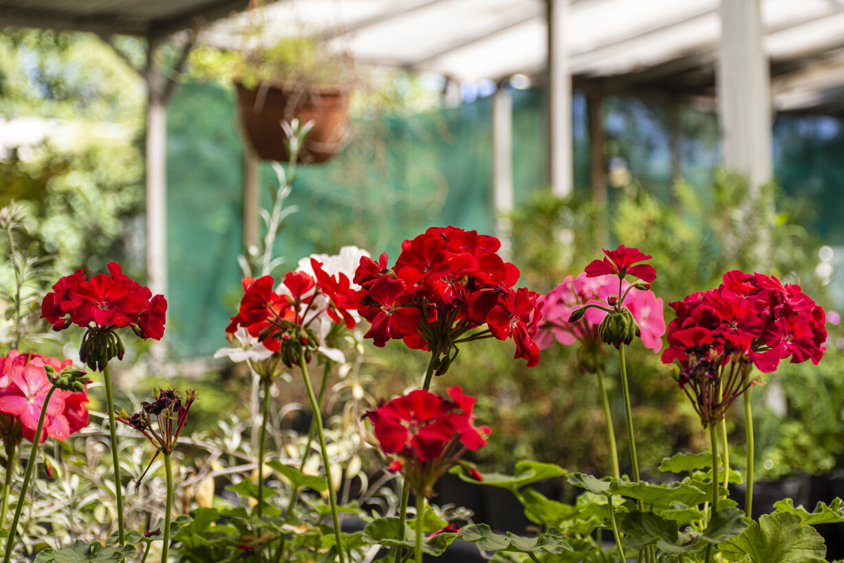 close-up-flowers-garden-2.jpeg