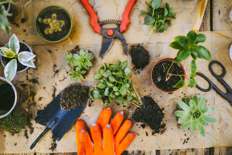 high-angle-view-potted-plants.jpeg