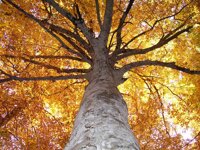 ANTICA FORESTA IN AUTUNNO