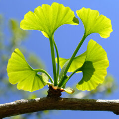 germoglio di ginko biloba.jpeg