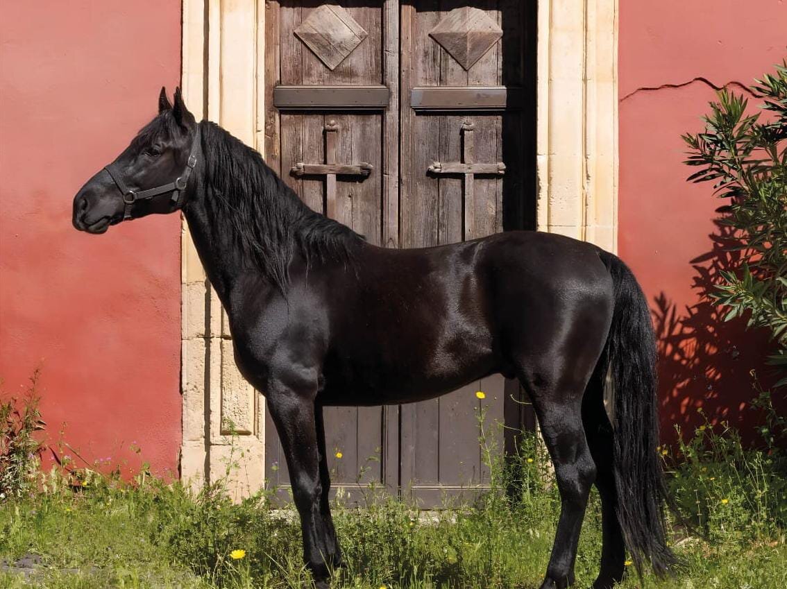 cavallo.jpeg