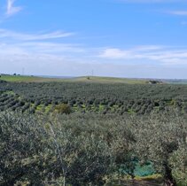 La tenuta dell'azienda vinicola Vivona