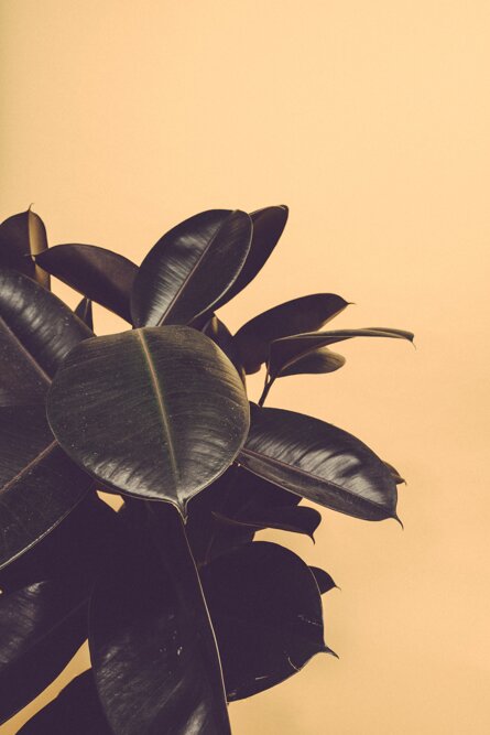 scott-webb-kpuwtiszfqw-unsplash.jpeg