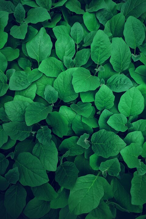 lawrence-kayku-zvkr8wadhpc-unsplash.jpeg