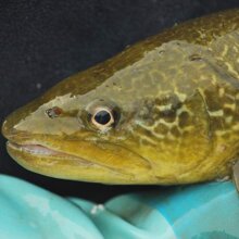 Trota marmorata