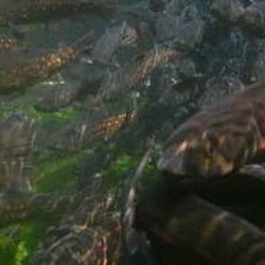 Trota fario