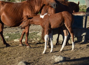 doc%20buck%20little%20fritz421.bmp.jpeg doc%20buck%20little%20fritz421.bmp.jpeg