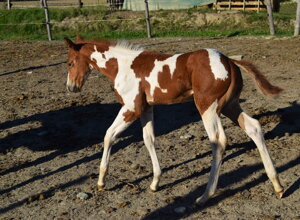 dsc_0116.jpeg dsc_0116.jpeg