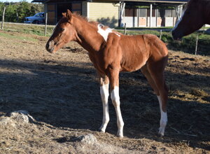 dsc_0117.jpeg dsc_0117.jpeg