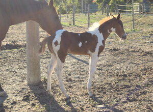 dsc_0113.jpeg dsc_0113.jpeg