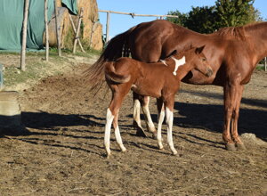 dsc_0120.jpeg dsc_0120.jpeg