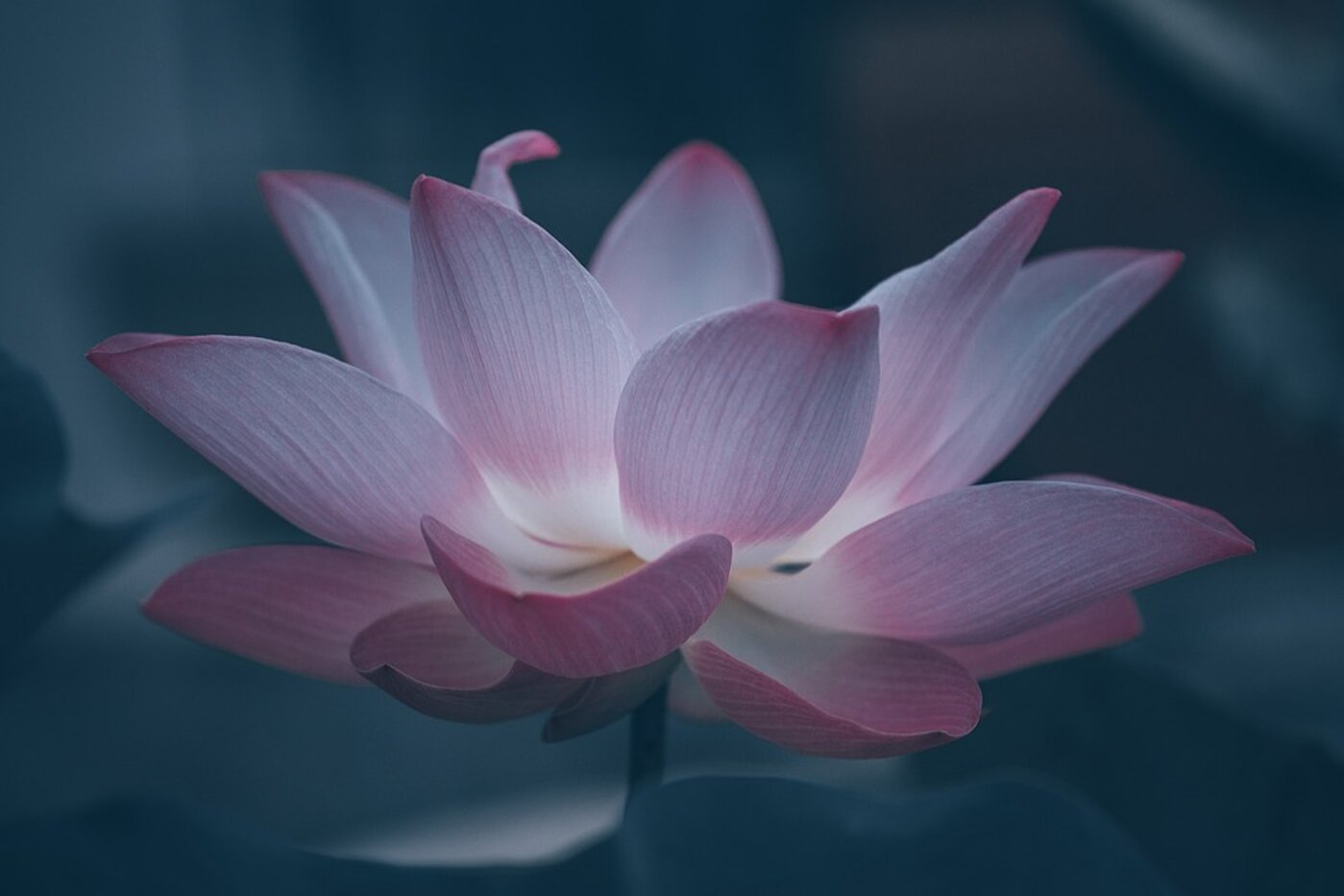 lotus-6474572_960_720.jpeg