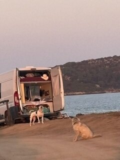 foto-agosto-cani-.jpeg