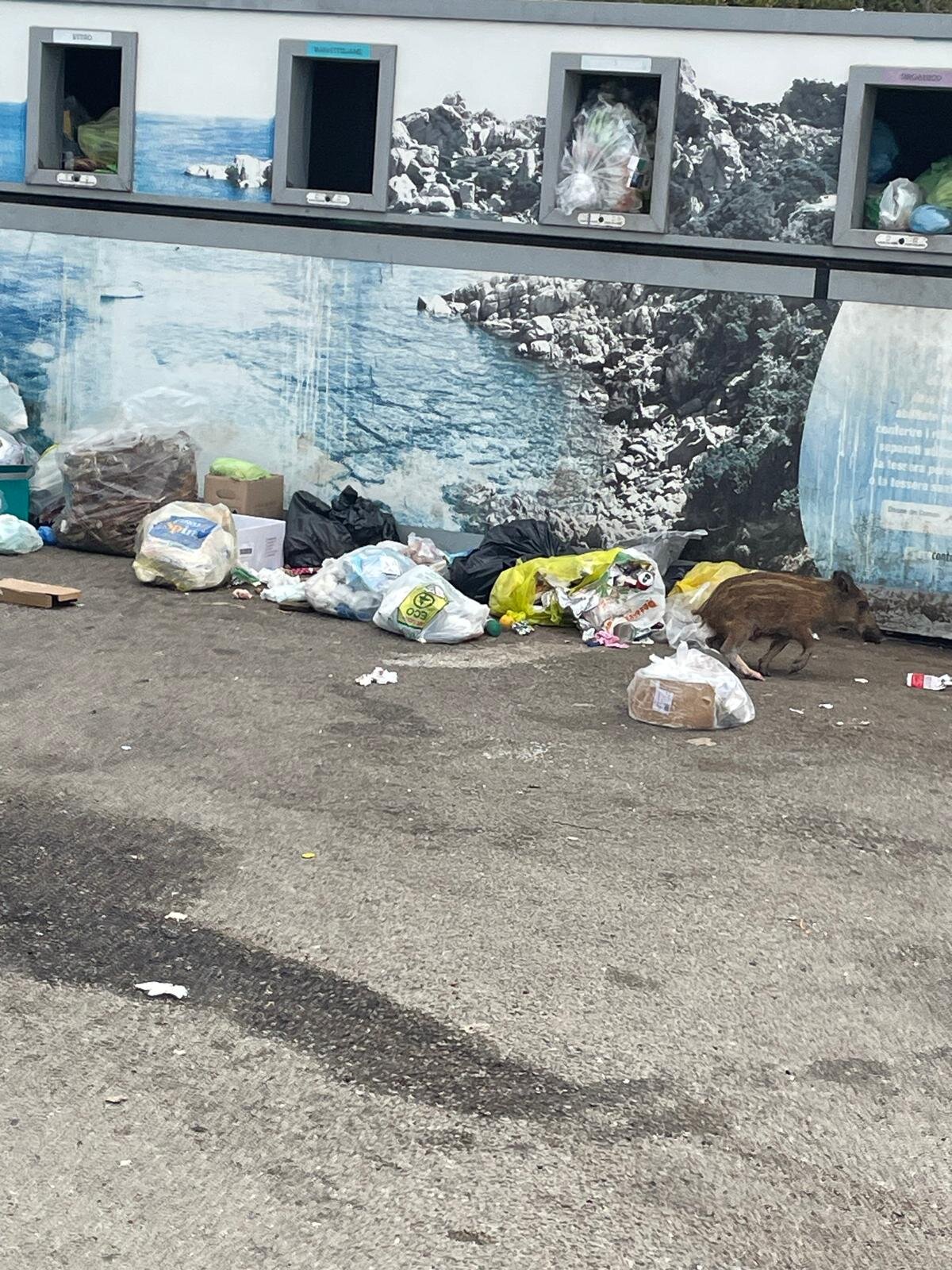 Come danneggiare l’ambiente cercando di proteggerlo: il paradosso di una raccolta dei rifiuti irrazionale.