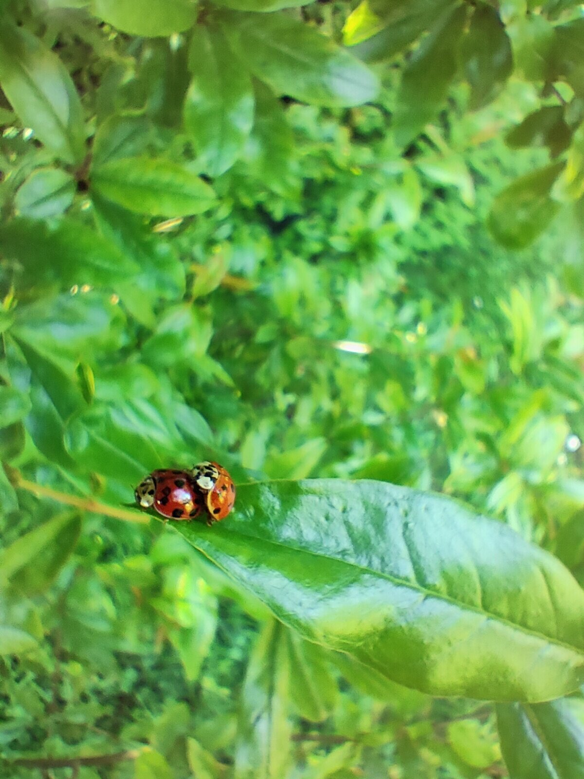 valorifondanti.jpeg valorifondanti.jpeg