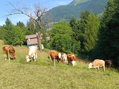 immagine whatsapp 2024-08-29 ore 13.32.26_754ad022.jpeg immagine whatsapp 2024-08-29 ore 13.32.26_754ad022.jpeg