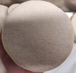 formaggella-nostrana