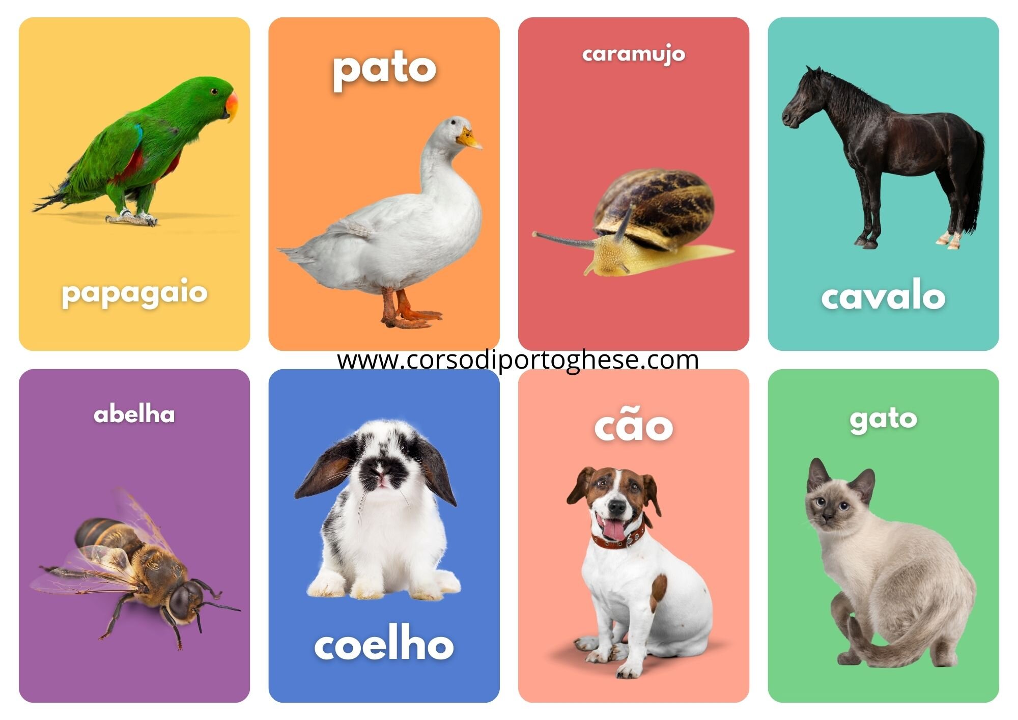 animais-1x4.jpeg