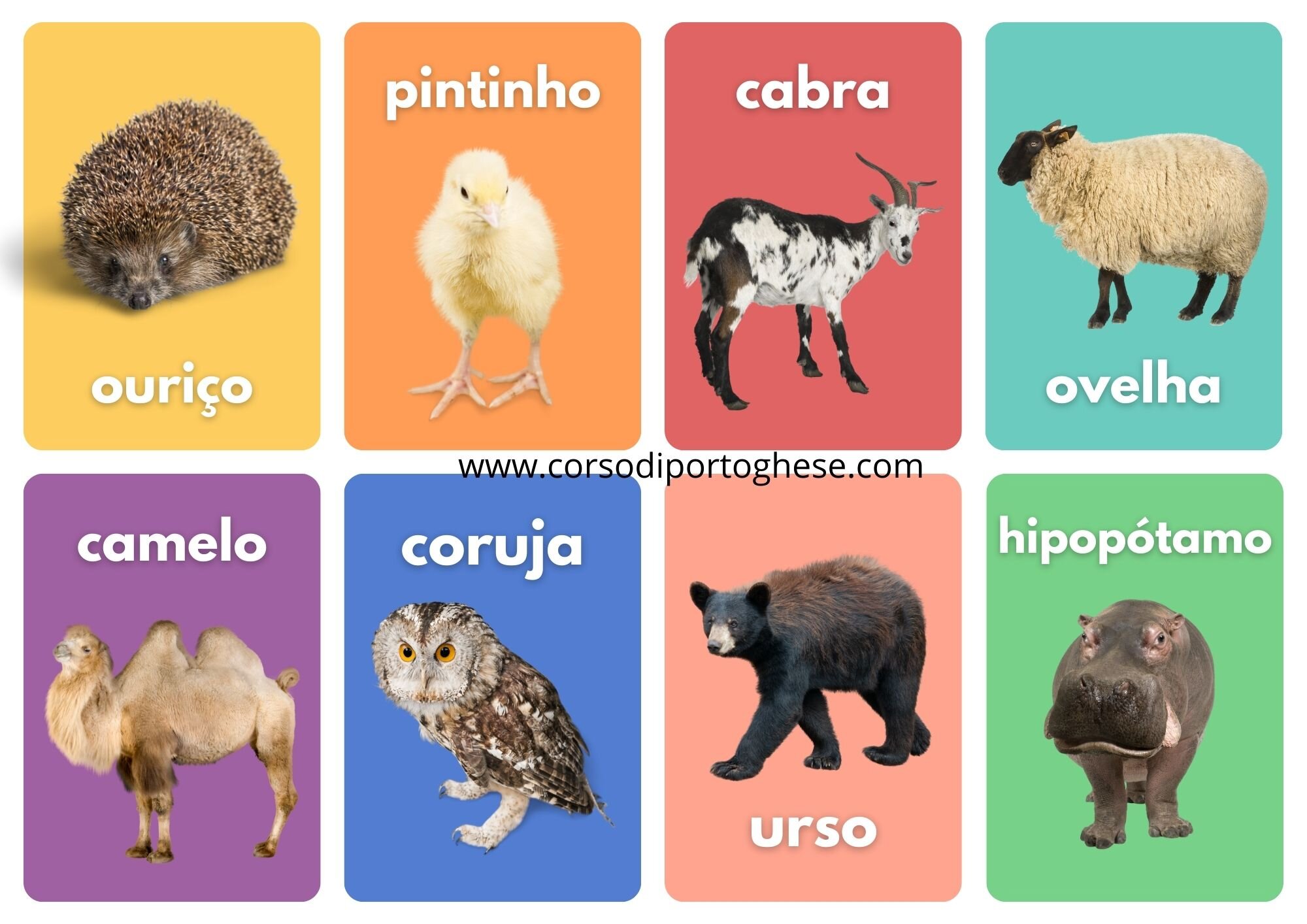 animais-3x4.jpeg
