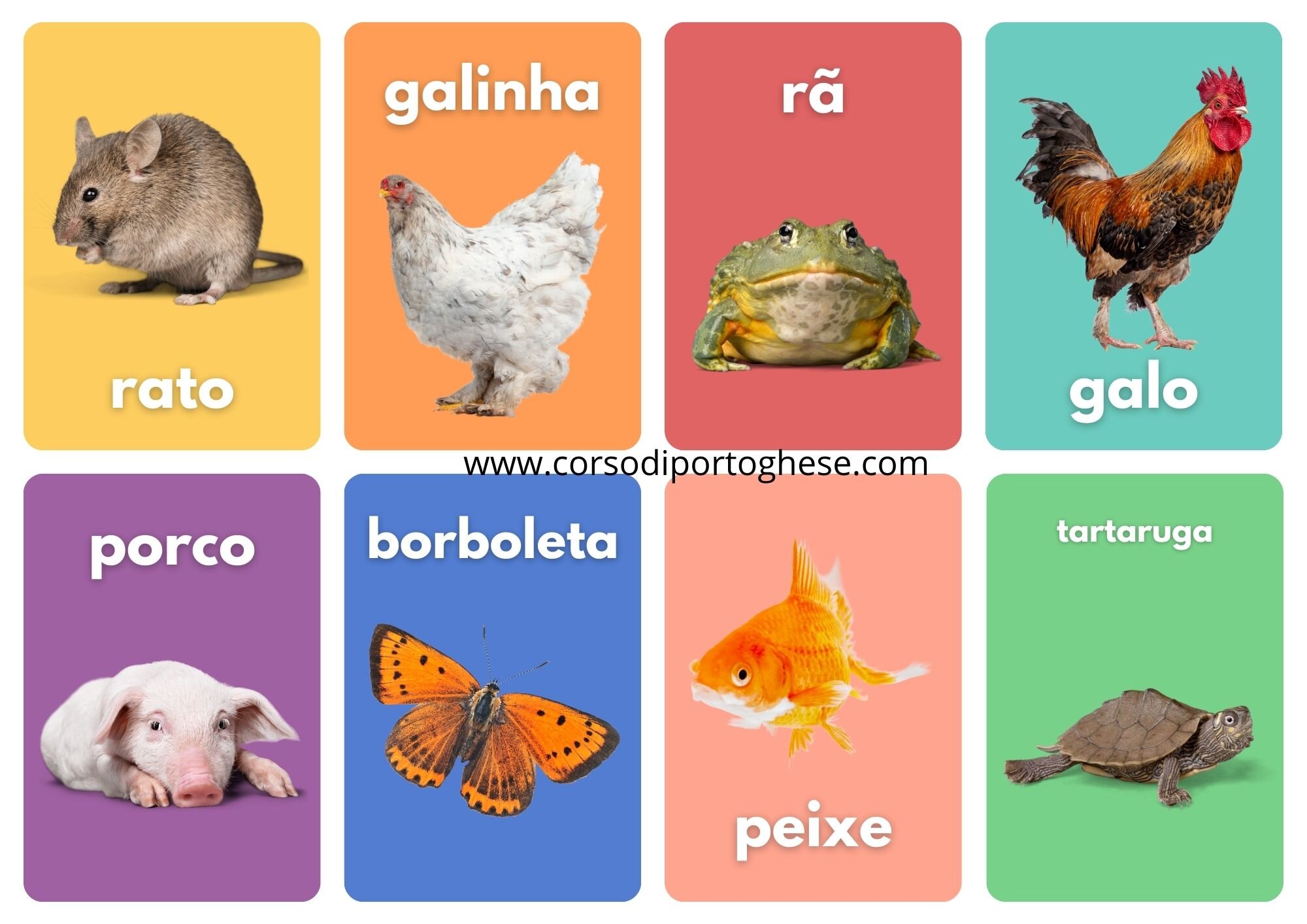 animais-2x4.jpeg