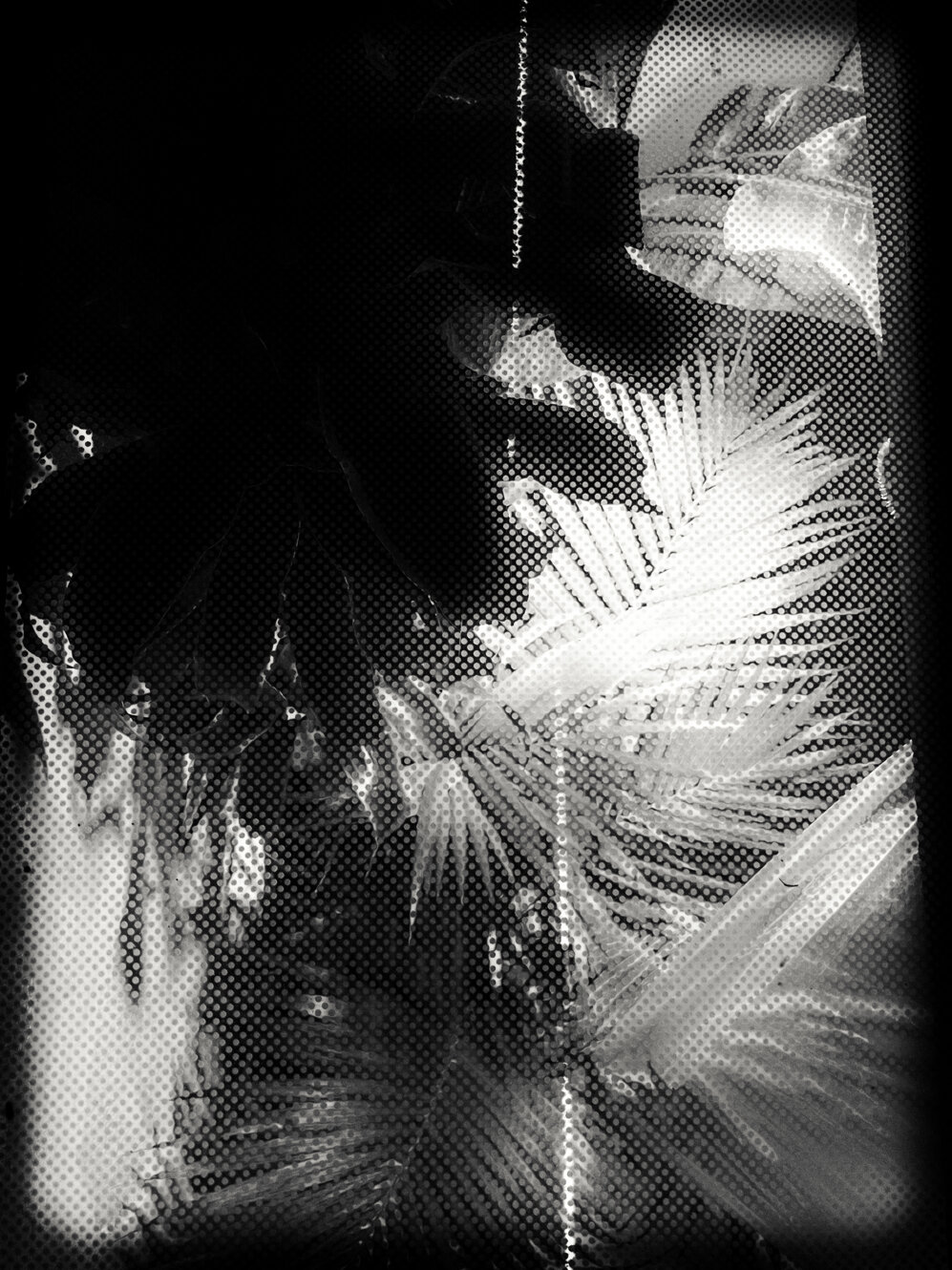 Grande pianta in un cortile, osservata attraverso una finestra incrostata di vernice. - A large plant in a courtyard, viewed through a window encrusted with paint.