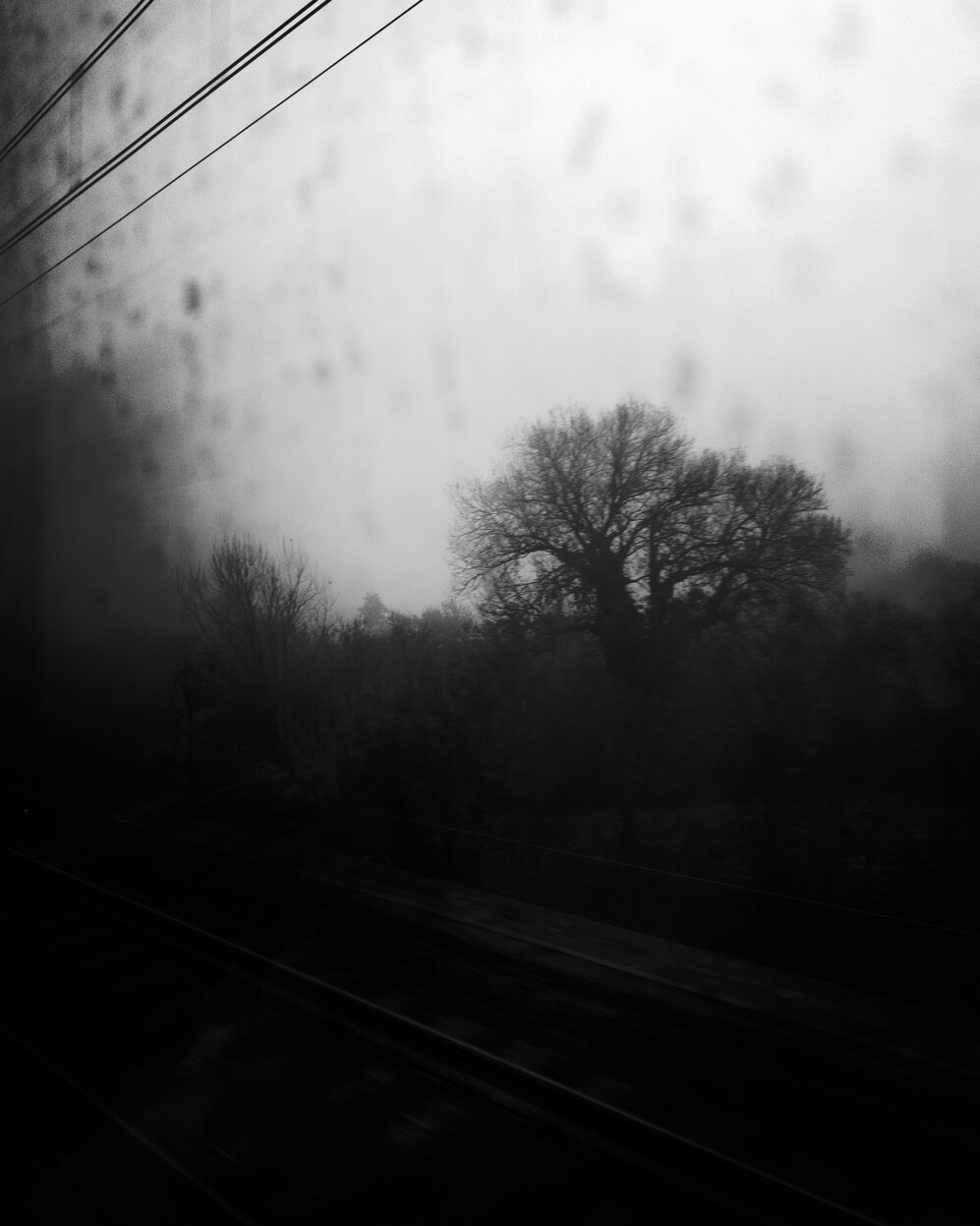 Albero spoglio nella campagna avvolta dalla nebbia, visto dal finestrino di un treno al primo mattino. - A bare tree in the mist-shrouded countryside, viewed through a train window in the early morning.