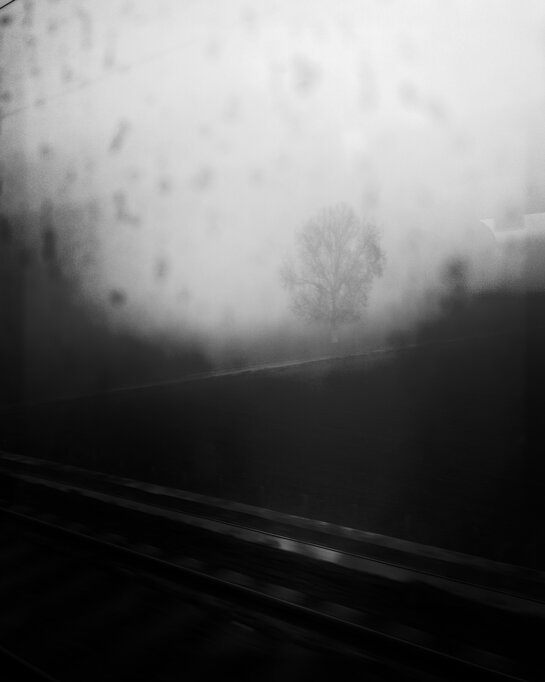 Albero tra i cespugli nella fitta nebbia mattutina, con binari in primo piano, visto da un treno. - A tree among bushes in dense morning mist, with tracks in the foreground, seen from a train.