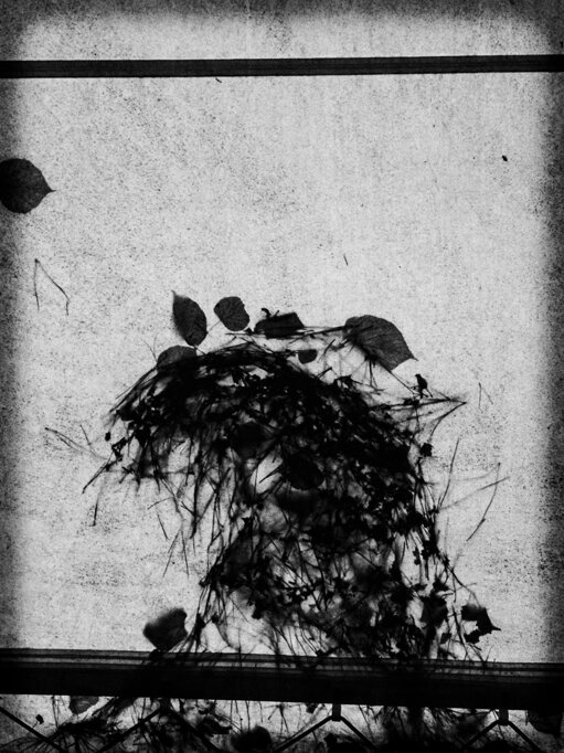 Piccolo mucchio di foglie secche in controluce sulla copertura in PVC di un gazebo, visto dal basso. - A small pile of dried leaves, backlit on the PVC roof of a gazebo and viewed from below.