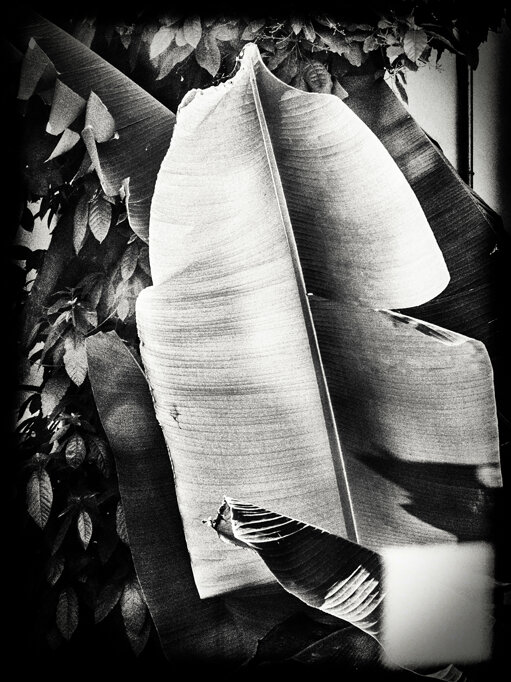 Grande foglia di palma in primo piano, vista da una finestra affacciata sul cortile interno di un edificio. A large palm leaf in the foreground, seen from a window overlooking an inner courtyard.