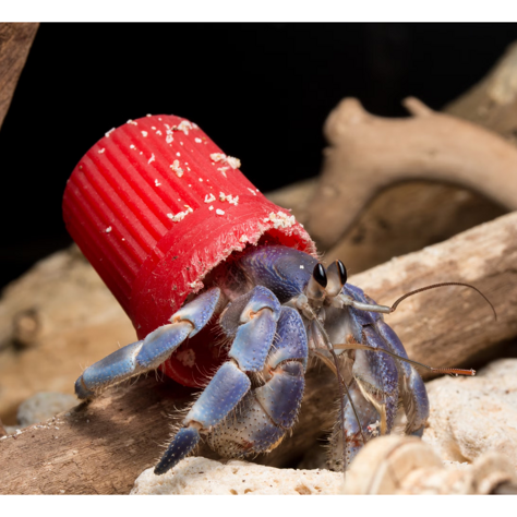 pagurocasa pagurocasa