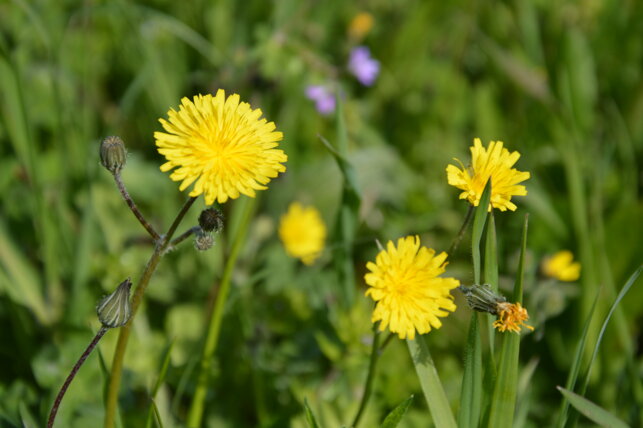 dsc_0582.jpeg dsc_0582.jpeg