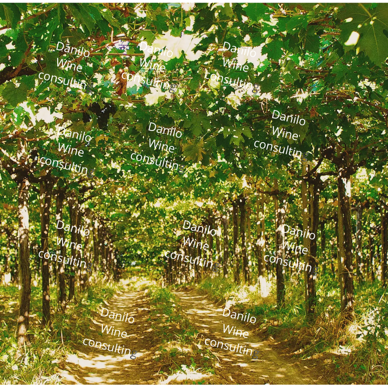 danilo wine consulting (2)