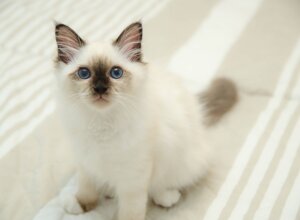 gatto sacro di birmania a verona 