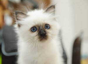 gatto sacro di birmania a verona 