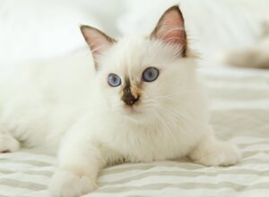 gatto sacro di birmania a verona 