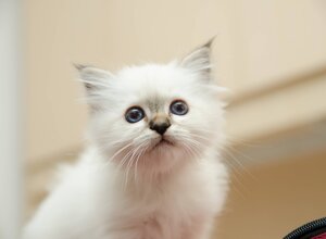 gatto sacro di birmania a verona 