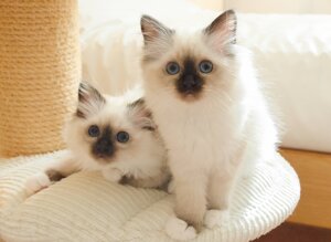 gatto sacro di birmania a verona 