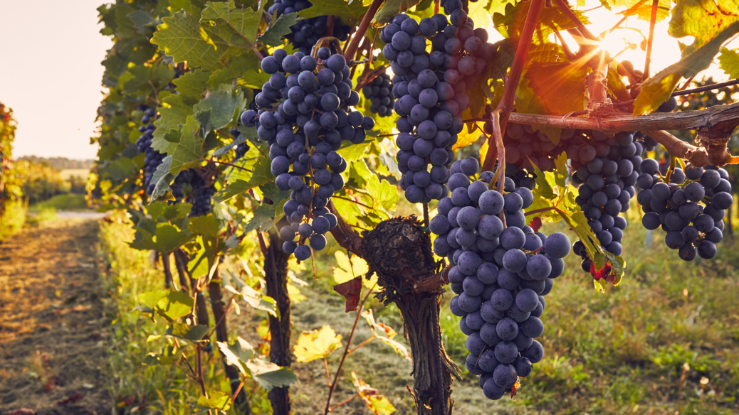 produzione vini