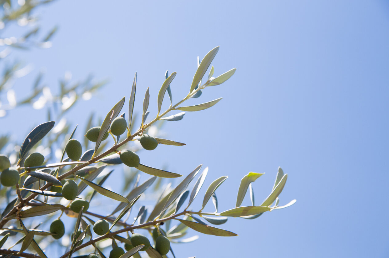 L’Olio che Unisce: Orsara di Puglia debutta nella rete nazionale delle “Città dell’Olio” con un evento che celebra natura, pace e comunità