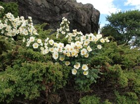 immagine 6.jpeg immagine 6.jpeg