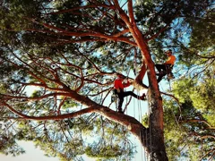 foto treeclimber