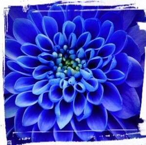 8ba5335b297ce1993ad3b2755f33064ac75f48e6.jpg 8ba5335b297ce1993ad3b2755f33064ac75f48e6.jpg