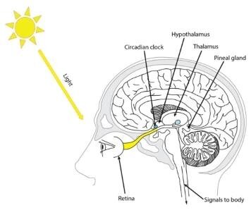 Come la regolazione dell'orologio circadiano dei metaboliti rivela l'accoppiamento tra trascrizione, metabolismo e gli amionoacidi